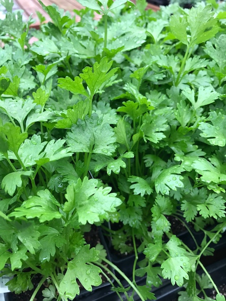 best-herbs-for-containers